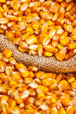 Yellow Corn Maize Grains for Animal Feed